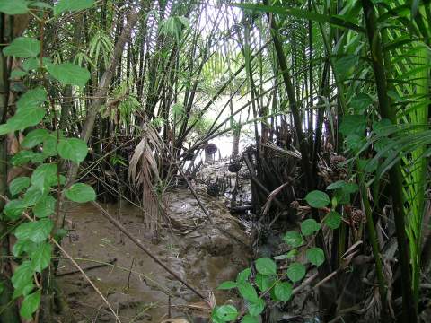 สภาพของป่าชายเลน ช่วงนี้น้ำลง น้ำจะขึ้นเวลาเย็นๆ ค่ำๆ