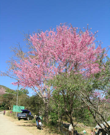 ต้นพญาเสือโคร่ง ซากุระเมืองไทย สวยจริงๆ ครับ