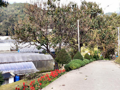 เดินไปตามทางเดินเรื่อยๆ