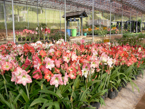 ต้นว่านสี่ทิศ ดอกมีขนาดใหญ่มาก มีหลายหลากสี