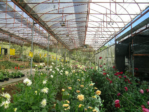 นี่ก็เรือนเพาะไม้ดอก