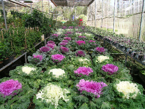 หัวกระหล่ำปลี ก็ยังมีครับ