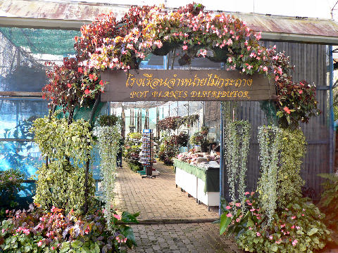 โรงเรือนจำหน่ายไม้กระถาง สามารถซื้อหาไปปลูกได้ครับ แต่ก็ต้องอยู่ที่สภาพอากาศด้วยครับ