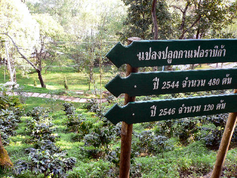 แปลงปลูกกาแฟอราบิก้า