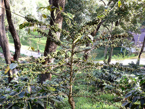 ต้นและผลของ กาแฟอราบิก้า