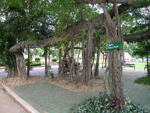 ต้นไทรย้อย ชื่อทางวิทยาศาสตร์ (Ficus Benjaming Linn)